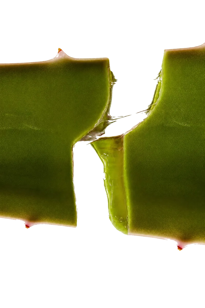 Aloe / Sábila